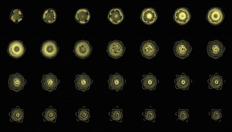 A grid of different views of the artichoke in yellow-green, arranged in rows and columns against a black background.